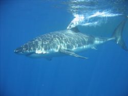 Taken off of Guadalupe Island with a Cannon S500 PowerShot. by Stacy Perry 
